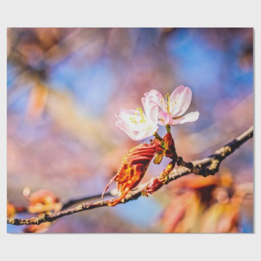 Zwei Phantastische Sakura-Blume. Rosa, blauer Hint Geschenkpapier (Flach)