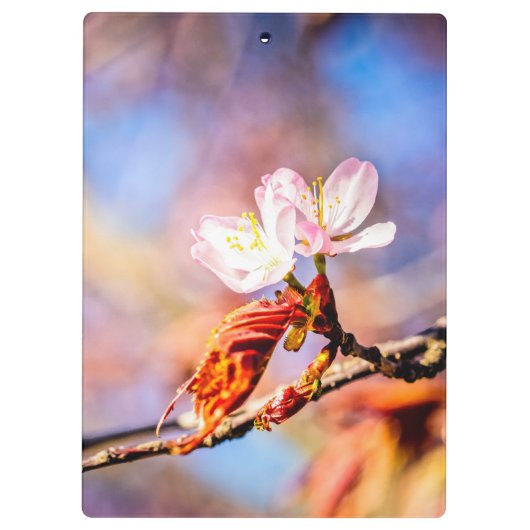 Zwei Phantastische Sakura-Blume. Rosa, blauer Hint Klemmbrett (Rückseite)