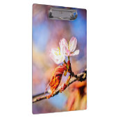 Zwei Phantastische Sakura-Blume. Rosa, blauer Hint Klemmbrett (Rechts)