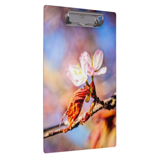 Zwei Phantastische Sakura-Blume. Rosa, blauer Hint Klemmbrett (Rechts)