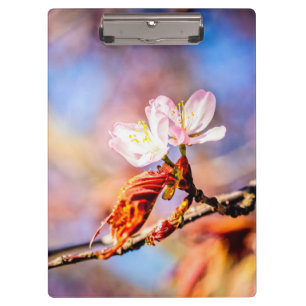 Zwei Phantastische Sakura-Blume. Rosa, blauer Hint Klemmbrett