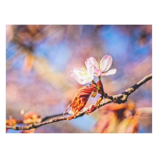 Zwei Phantastische Sakura-Blume. Rosa, blauer Hint Tischdecke (Vorderseite (Horizontal))