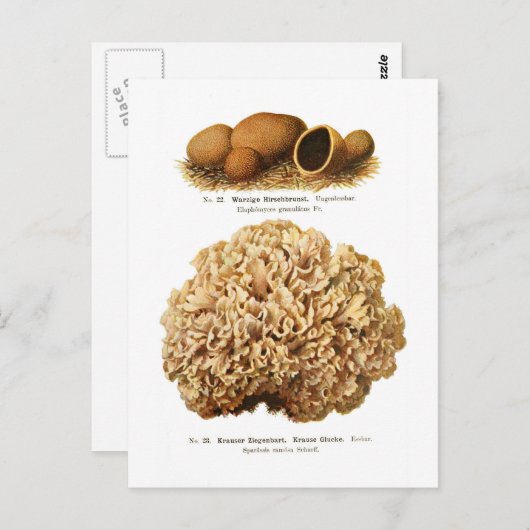 Zwei Pilze Postkarte (Vorne/Hinten)