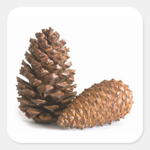 Zwei pinecones quadratischer aufkleber