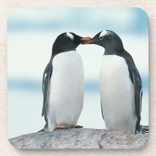 Zwei Pinguine, die Schnäbel berühren Untersetzer (Vorderseite)