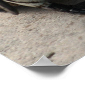 Zwei Pinguine Foto Poster (Ecke)