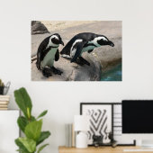 Zwei Pinguine Foto Poster (Heimbüro)