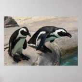 Zwei Pinguine Foto Poster (Vorne)