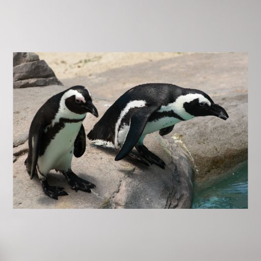 Zwei Pinguine Foto Poster (Vorne)
