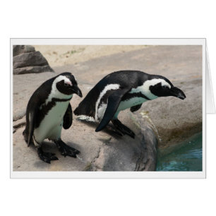 Zwei Pinguine Fotokarte