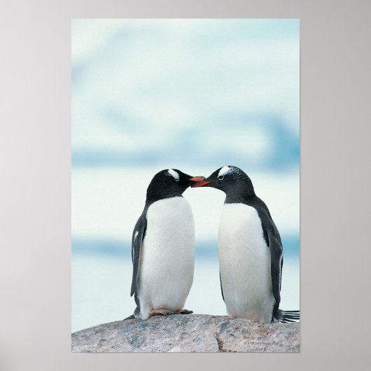 Zwei Pinguine mit Berührungsbaken Poster (Vorne)