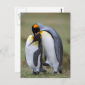 Zwei Pinguine Postkarte (Vorne/Hinten)