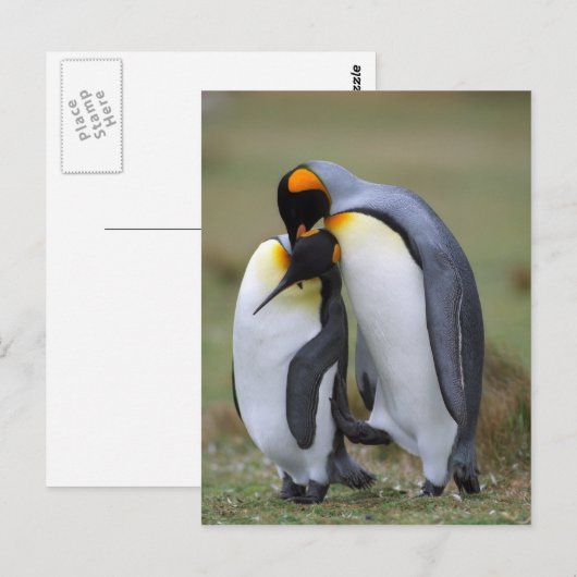Zwei Pinguine Postkarte (Vorne/Hinten)