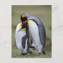 Zwei Pinguine Postkarte