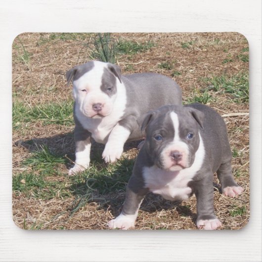 ZWEI PITBULL WELPEN MOUSEPAD (Vorne)