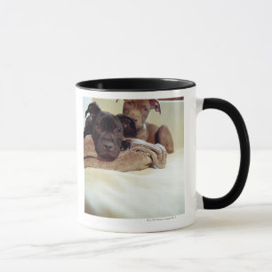 Zwei Pitbullterrier, die zuhause, Nahaufnahme Tasse