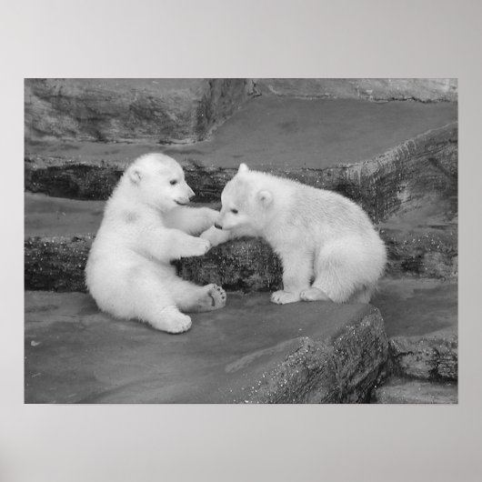 Zwei Polar Bären Cubs Poster (Vorne)