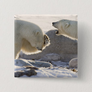 Zwei Polarbären Button
