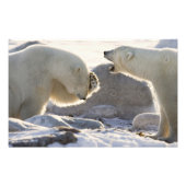 Zwei Polarbären Fotodruck (Vorne)