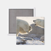 Zwei Polarbären Magnet (Vorderseite/Rückseite)