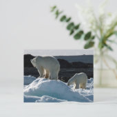 Zwei Polarbären Postkarte (Stehend Vorderseite)