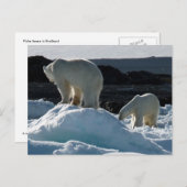 Zwei Polarbären Postkarte (Vorne/Hinten)