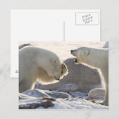 Zwei Polarbären Postkarte (Vorne/Hinten)