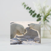 Zwei Polarbären Postkarte (Stehend Vorderseite)