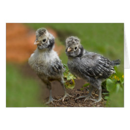 Zwei polnische Küken - Niedliche Hühner