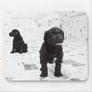 Zwei portugiesische Welpen in einem Zimmer Mousepad