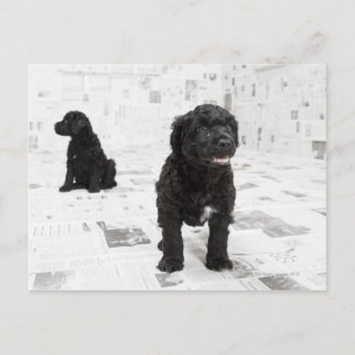 Zwei portugiesische Welpen in einem Zimmer Postkarte
