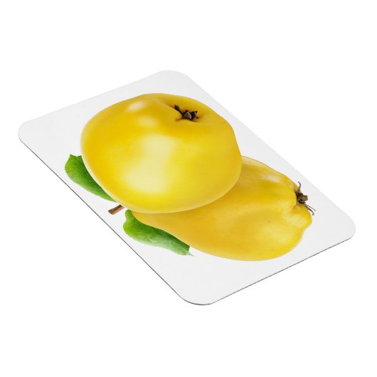 Zwei Quitfrüchte Magnet (Rechte Seite)