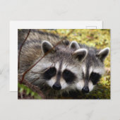 Zwei Raccoons Foto Postkarte (Vorne/Hinten)