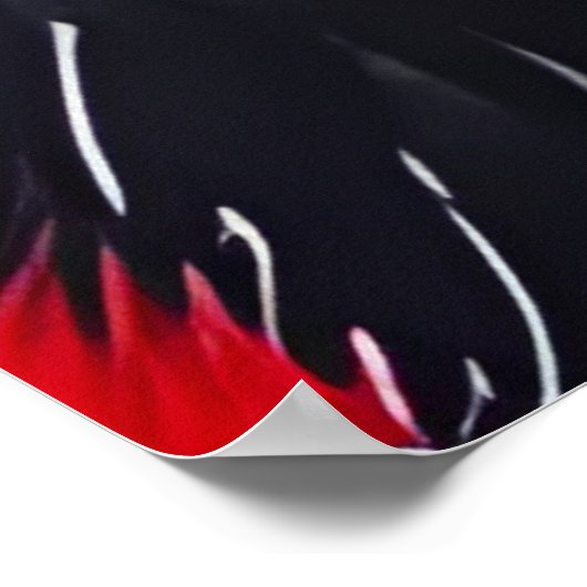 Zwei Raccoons Poster (Ecke)