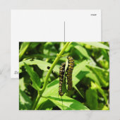 Zwei Raupen Postkarte (Vorne/Hinten)