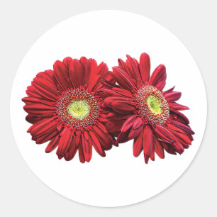 Zwei Red Daisies Runder Aufkleber