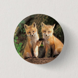 Zwei Red Fox Welpen vor ihren Den Button