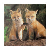 Zwei Red Fox Welpen vor ihren Den Fliese (Vorderseite)