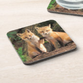 Zwei Red Fox Welpen vor ihren Den Getränkeuntersetzer (Linke Seite)