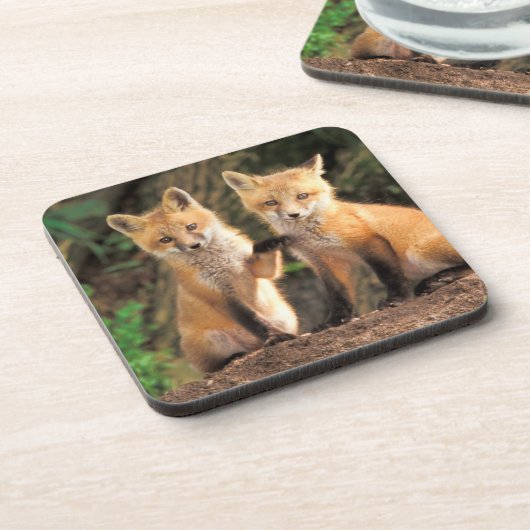 Zwei Red Fox Welpen vor ihren Den Getränkeuntersetzer (Linke Seite)