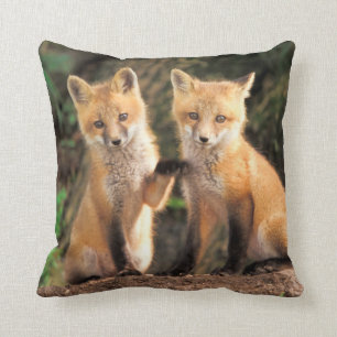 Zwei Red Fox Welpen vor ihren Den Kissen