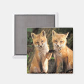 Zwei Red Fox Welpen vor ihren Den Magnet (Vorderseite/Rückseite)