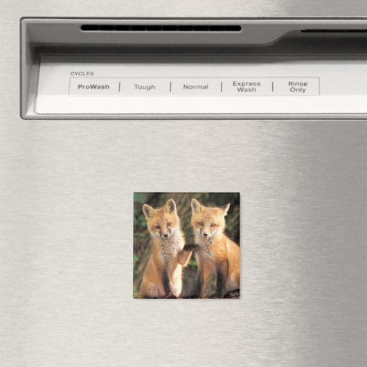 Zwei Red Fox Welpen vor ihren Den Magnet (In Situ (Geschirrspüler))
