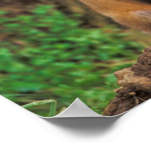 Zwei Red Fox Welpen vor ihren Den Poster (Ecke)