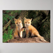 Zwei Red Fox Welpen vor ihren Den Poster (Vorne)