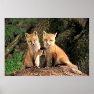 Zwei Red Fox Welpen vor ihren Den Poster