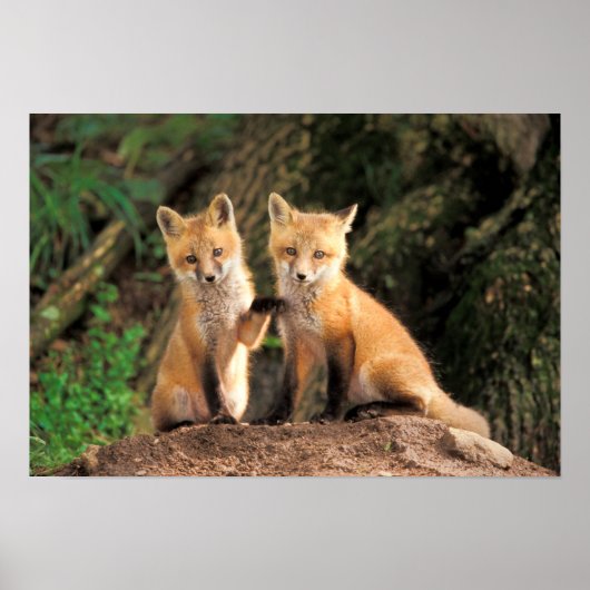 Zwei Red Fox Welpen vor ihren Den Poster (Vorne)