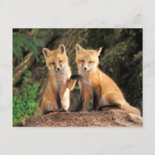 Zwei Red Fox Welpen vor ihren Den Postkarte