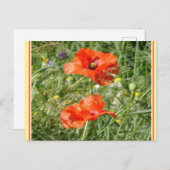 Zwei Red Poppies Wild Blume DIY Postkarte (Vorne/Hinten)