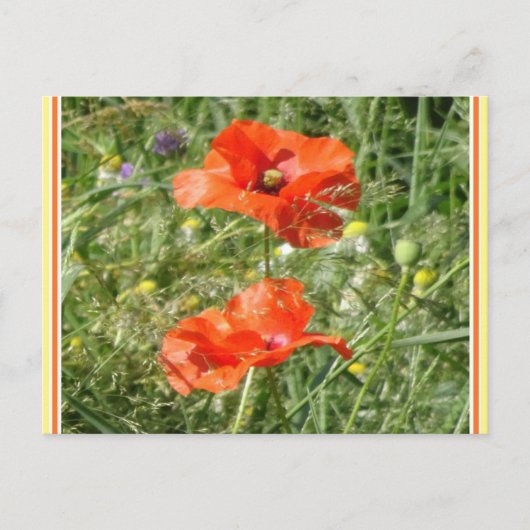 Zwei Red Poppies Wild Blume DIY Postkarte (Vorderseite)